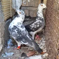 نر وماده بزک سوسکی سینه سفید