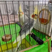 جفت عروس هلندی