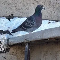 کبوتر دوبر
