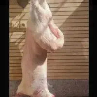 قصاب حرفه ای