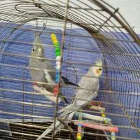 دوعددعروس هلندی جفت