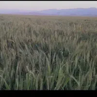 فروش کاه دیمه گندم و جو
