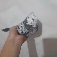 ماده سوسکی کاکلی