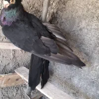 کبوترصربستانی تسووکوزوسبزوذاغ آبادانی