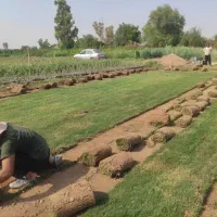 چمن رول طبیعی