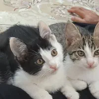 گربه