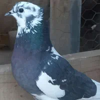 کبوتر گرفتنی