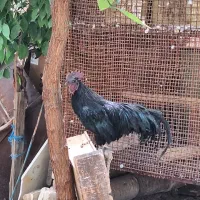 خروس ایام سمانی