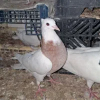کبوتر طوقی