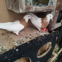 کبوتر طوقی دم چتری