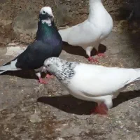 کبوتر یا کفتر