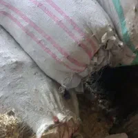 ۳شیلیف کاه(علف کوبیده شده)