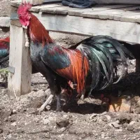 2 تا خروس و دوتا مرغ تخم گذار فونیکس