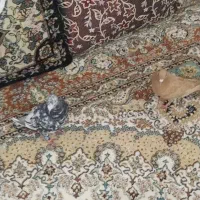 کبوتر|پرنده|تربت‌حیدریه, کلاته توکلی|دیوار