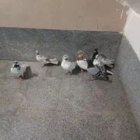 پرنده کفتر
