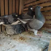کبوتر خرقه