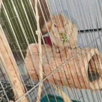 خرگوش
