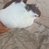 کفتر چپ