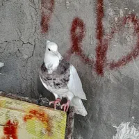 طوقی