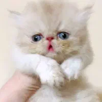 گربه