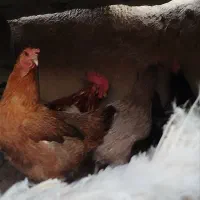 مرغ تخمی