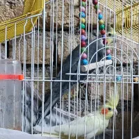 عروس هلندی جفت