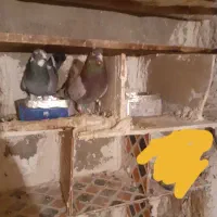 کبوتر