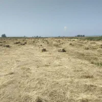 یونجه|لوازم جانبی حیوانات|اردبیل, |دیوار