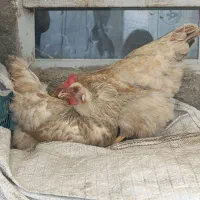 مرغ خانگی تخچه