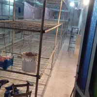 قفسه های طبقه ای آماده برای پرورش قارچ