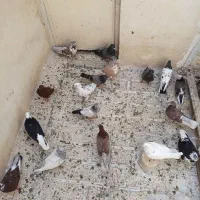 کفتر لاشون جوجه داره نر و ماده قیمت دونه ی ۵۰۰