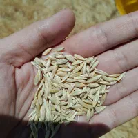 جو درجه یک دیم