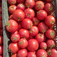 گوجه ربی گوجه شوری مصرفی
