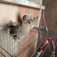 عروس هلندی