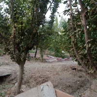 باغچه فروشی