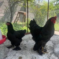 یک خروس و مرغ برهما بلک شش ماهه