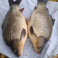 نوزادبچه ماهی