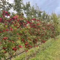 نهال صنوبرتورکی زینتی و قره قواخ کبوده