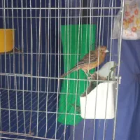 قناری ماده اماده