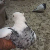 کبوتر|پرنده|خزل, |دیوار