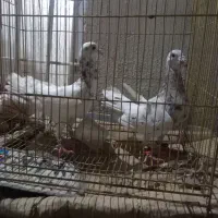 دوعددسرونج نر
