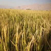 برنج کامفیروزی اصل به شرط واقعی