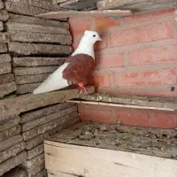 دغاغله خیابان ارجمند