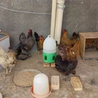 مرغ و خروس