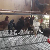 مرغ وخروس چهارتا خروس بقیه مرغ