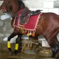 فروش اسب کردستان سواری دار