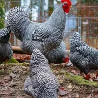 یک جفت (مرغ و خروس) نیمچه آمروک دو ماهه، تمام پَر