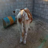 یک راس گوساله نر سمینتال سن ۸ماه