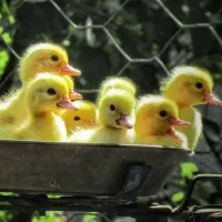 14 عدد جوجه اردک اسرائیلی سفید