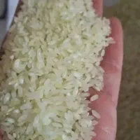 برنج کامفیروزی